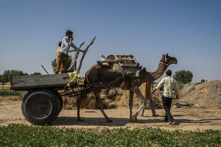 Sustainable Guar Initiative - Desert - 1366x720