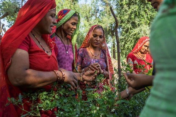 sustainable guar initiative - Technoserve's kitchen garden program