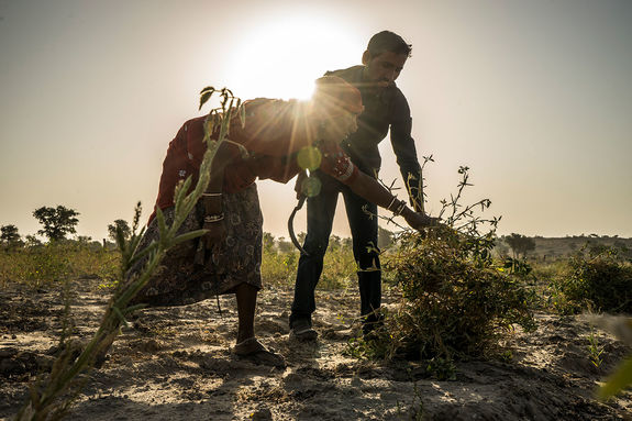 Guar-farming- Guar-farming-
